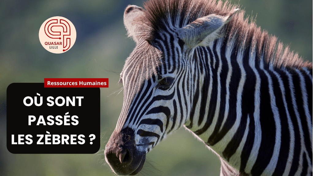 Où sont passés les zèbres professionnels ? - Article blog Quasar Lille